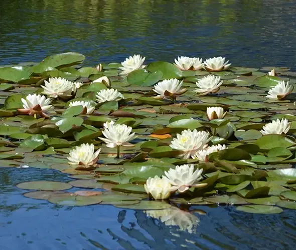 aBout Waterflower Lake and Dorbantavank